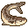 Raw Sardine